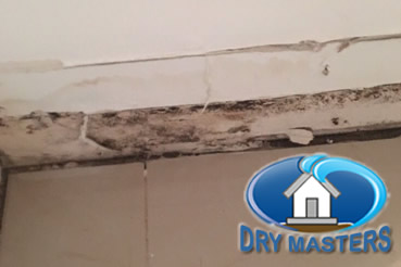 Mold removal in Davie